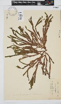 Dichotomaria diesingiana image