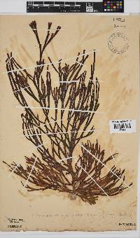 Dichotomaria diesingiana image