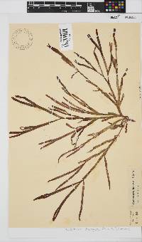 Dichotomaria diesingiana image