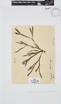 Dichotomaria diesingiana image