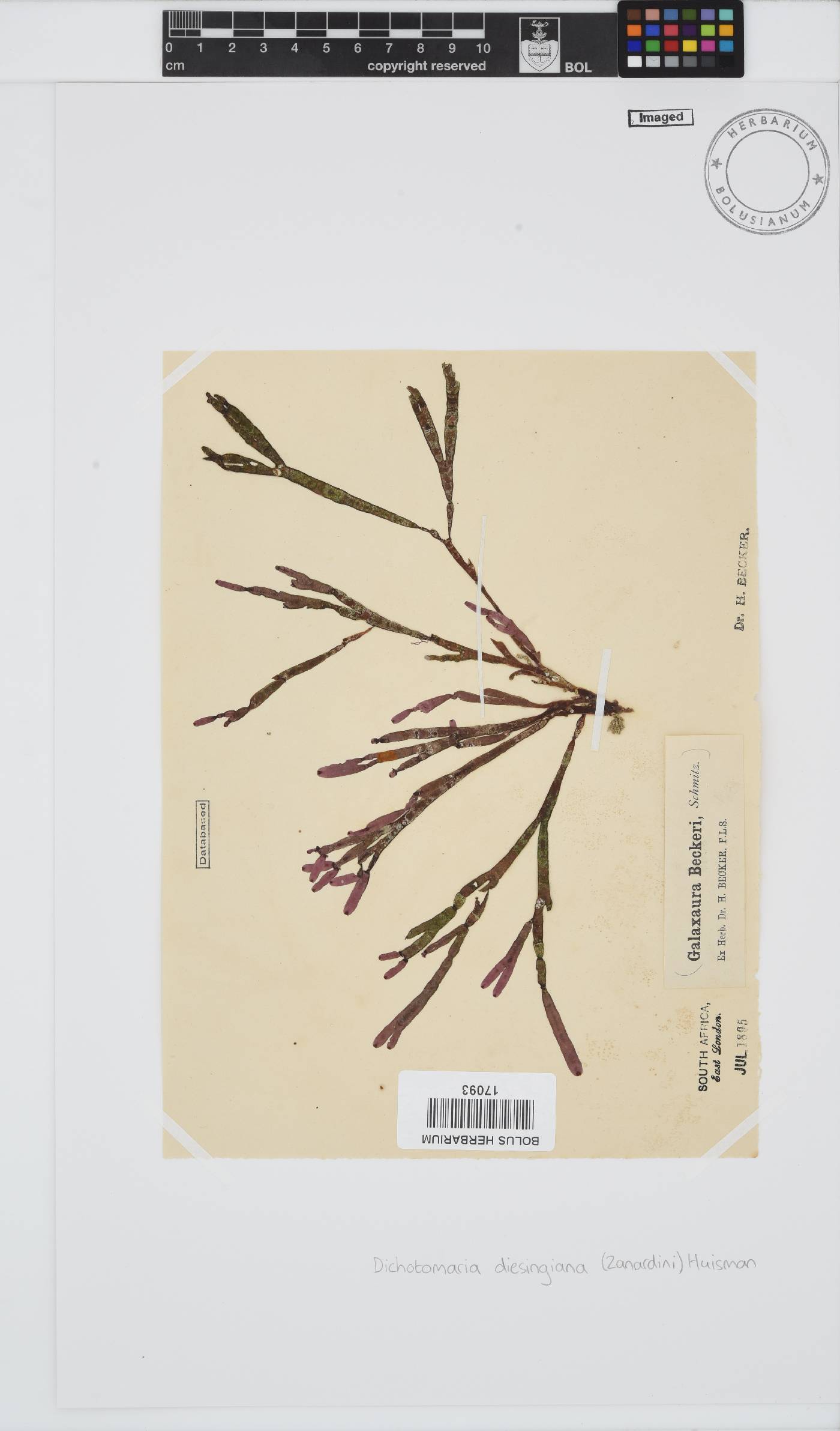Dichotomaria diesingiana image