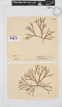 Dichotomaria diesingiana image