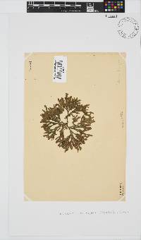 Dichotomaria diesingiana image