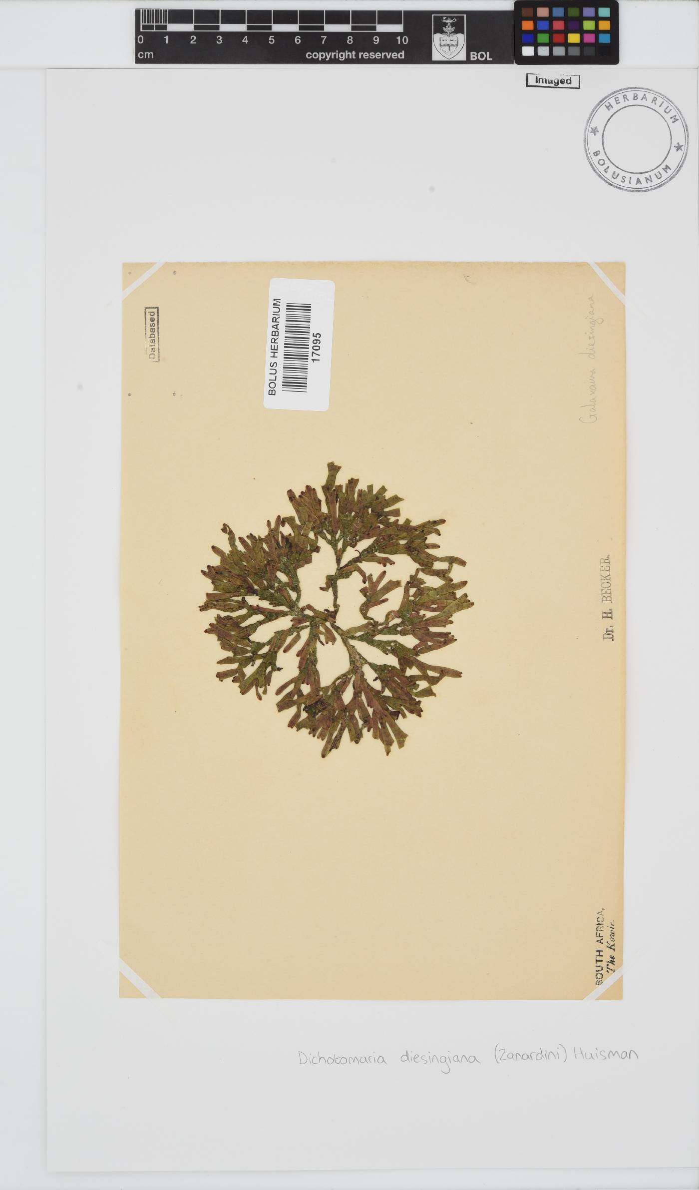 Dichotomaria diesingiana image