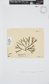 Dichotomaria diesingiana image