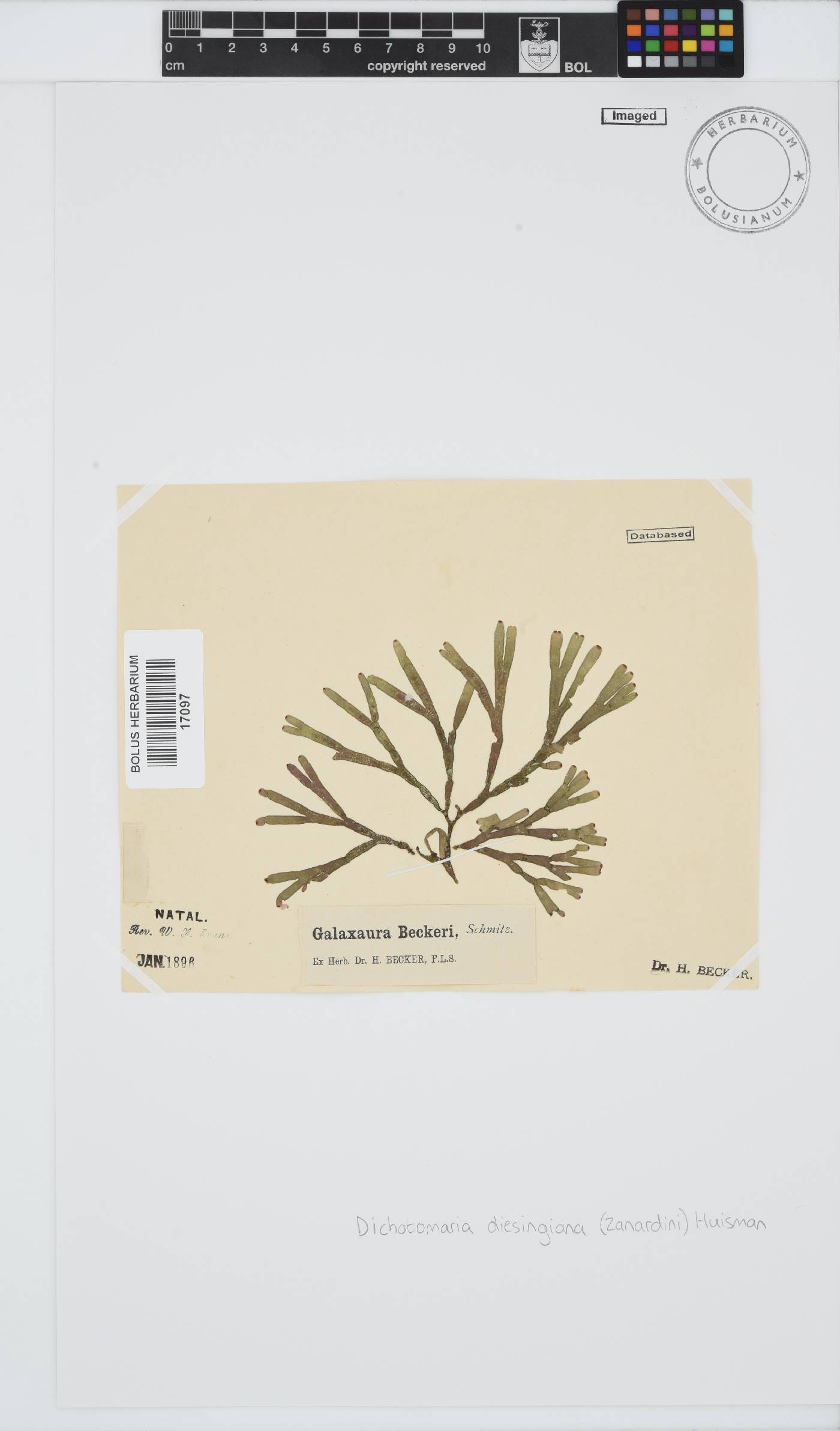 Dichotomaria diesingiana image