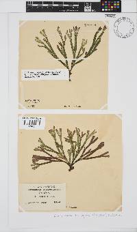 Dichotomaria diesingiana image