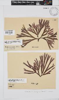 Dichotomaria diesingiana image