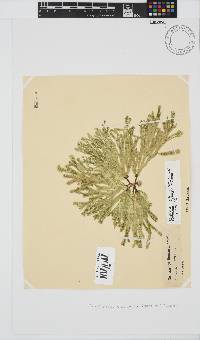 Dichotomaria diesingiana image