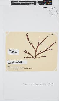Dichotomaria diesingiana image