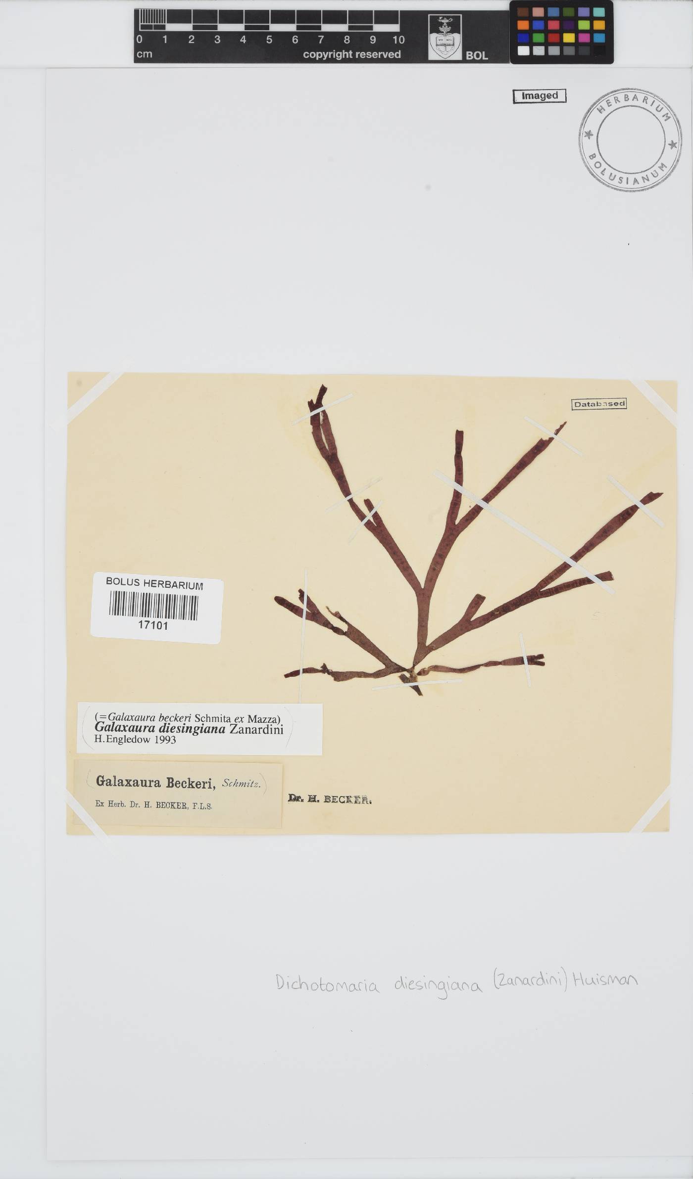 Dichotomaria diesingiana image
