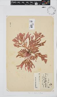 Image of Galaxaura magna