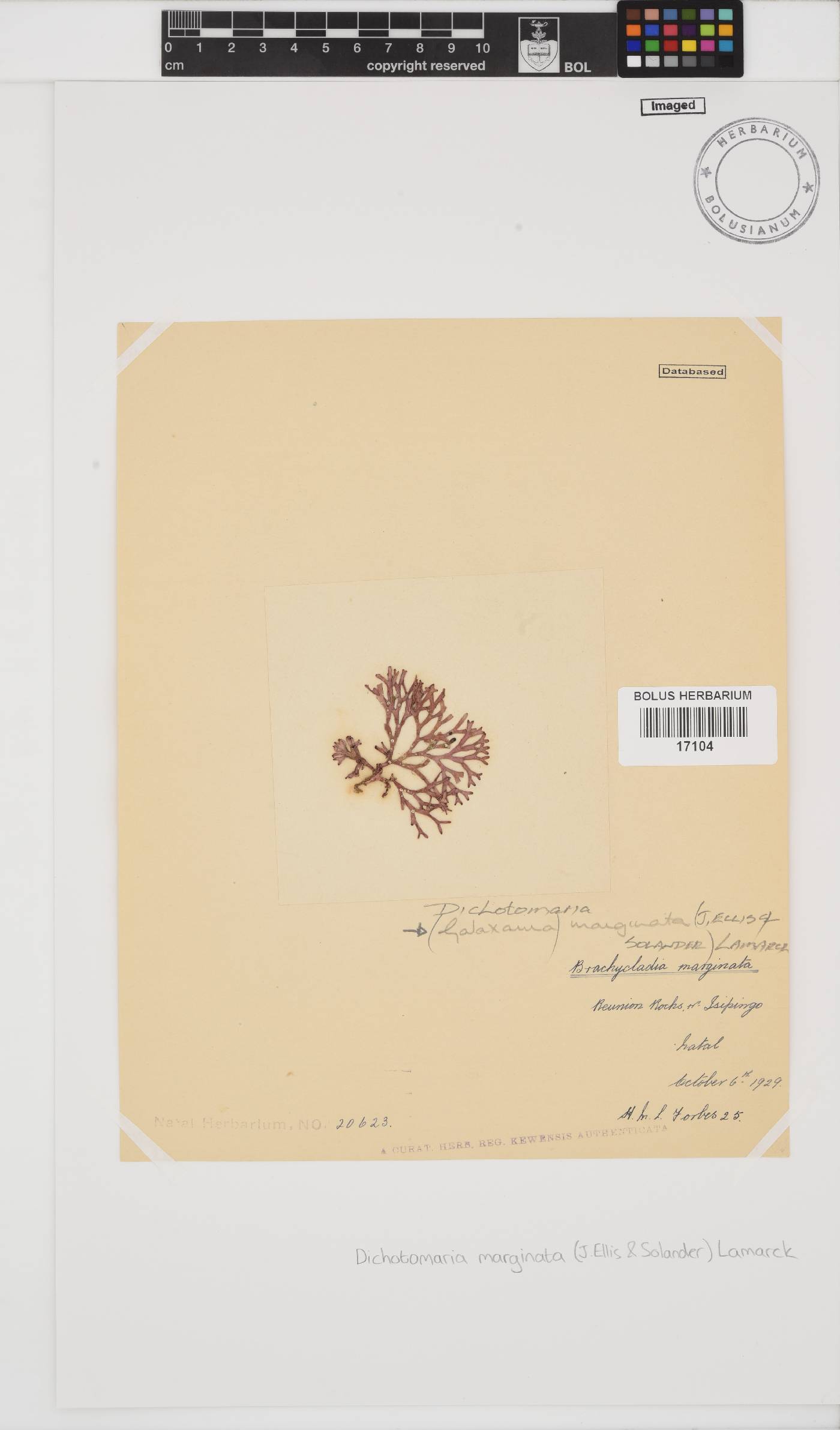 Dichotomaria marginata image