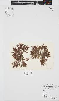 Dichotomaria marginata image