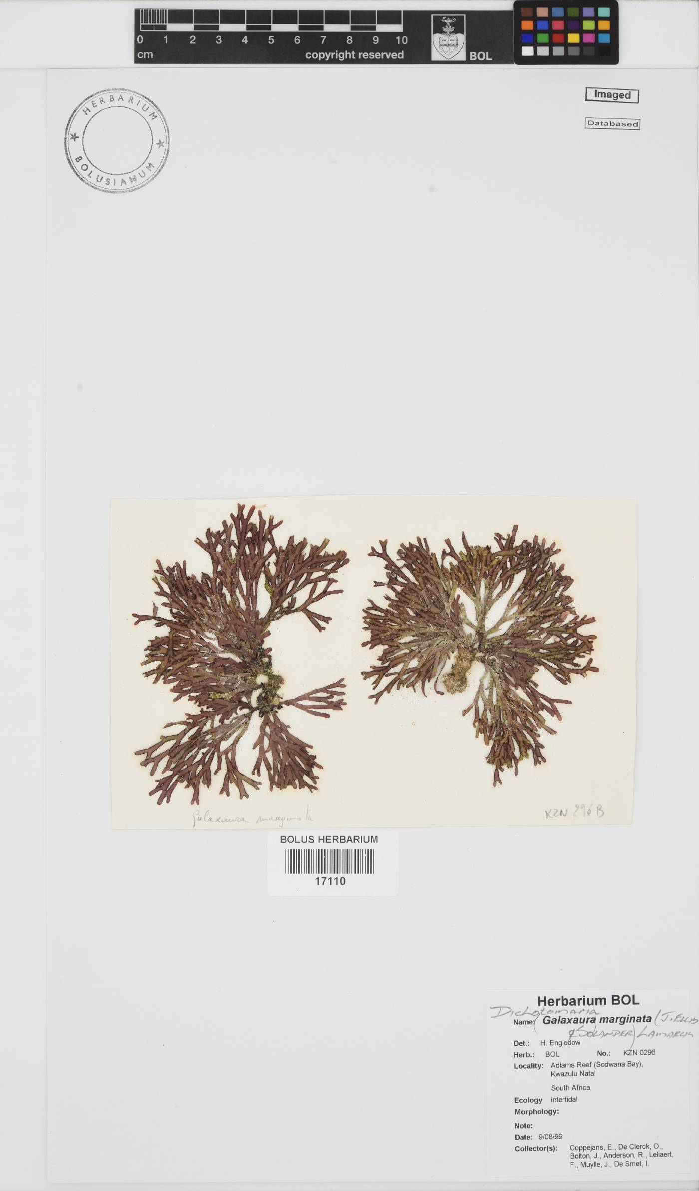 Dichotomaria marginata image