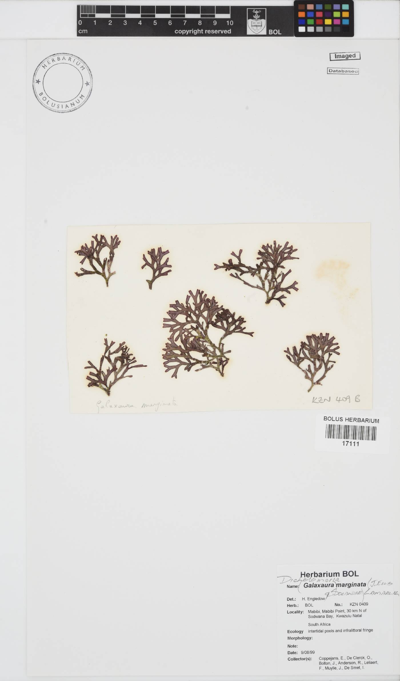 Dichotomaria marginata image