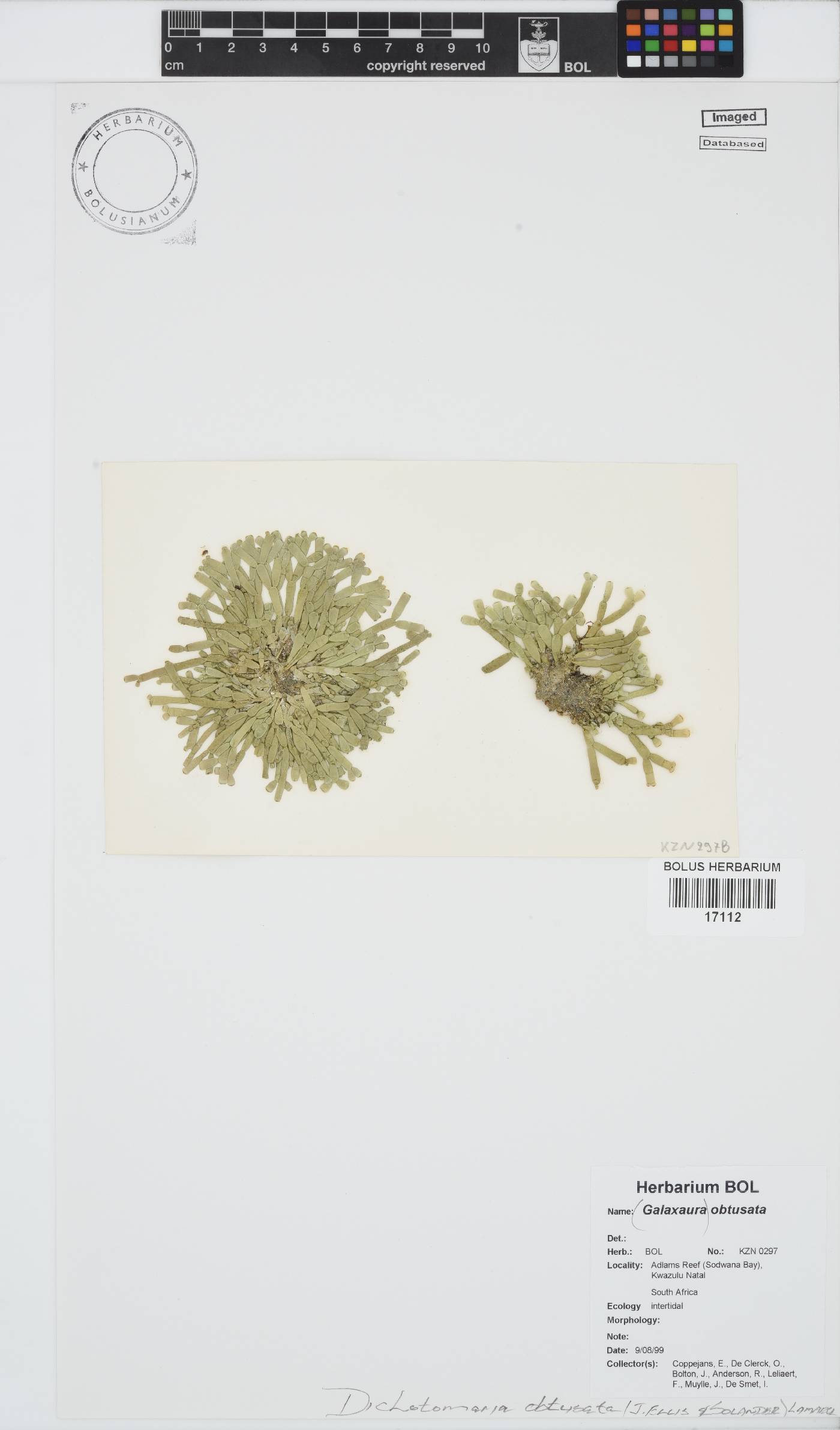 Dichotomaria obtusata image