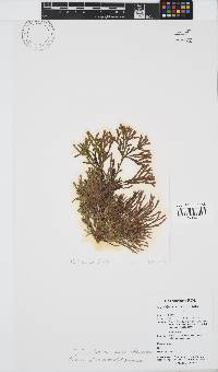 Dichotomaria obtusata image