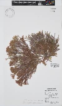 Dichotomaria obtusata image