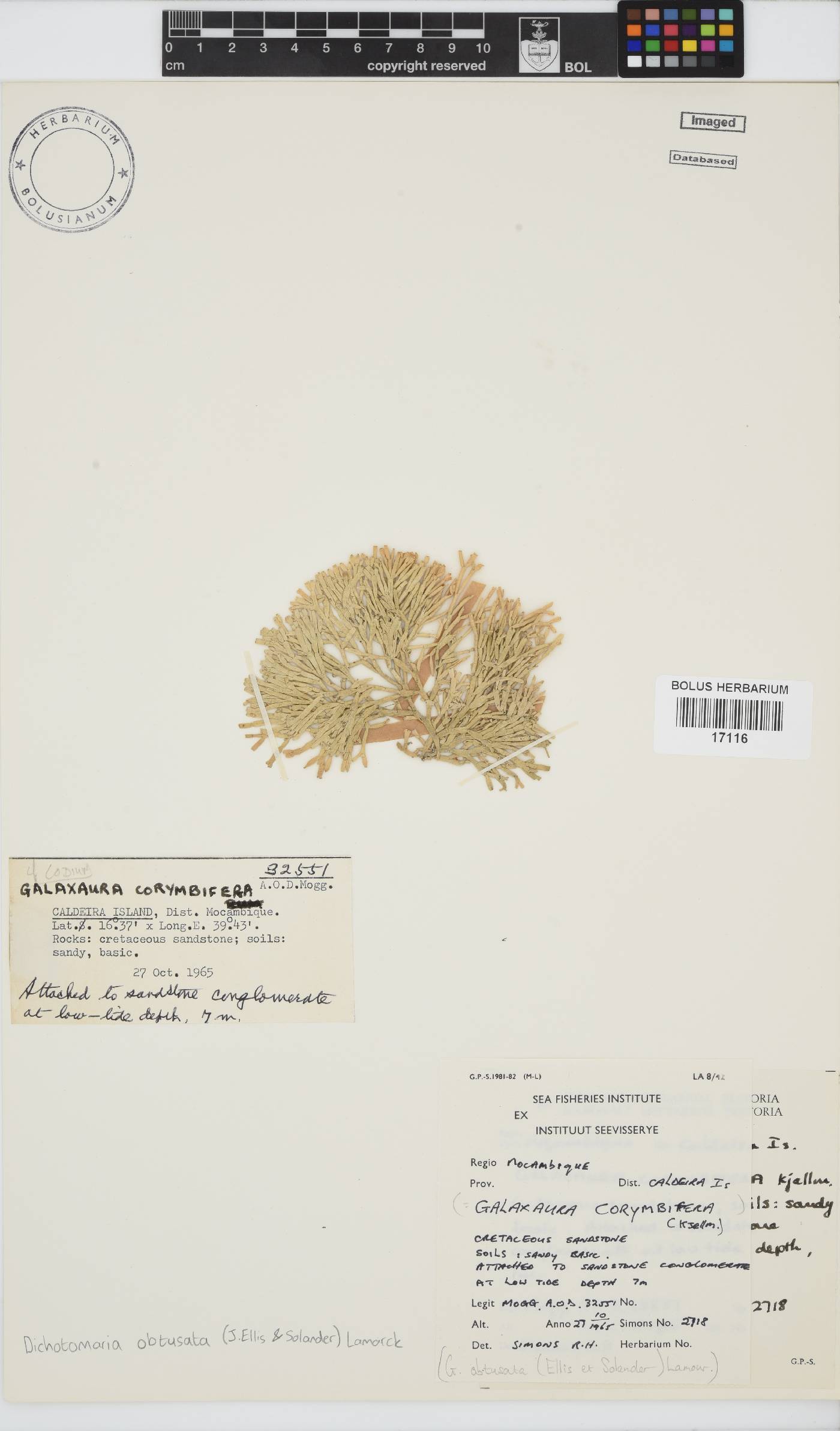 Dichotomaria obtusata image