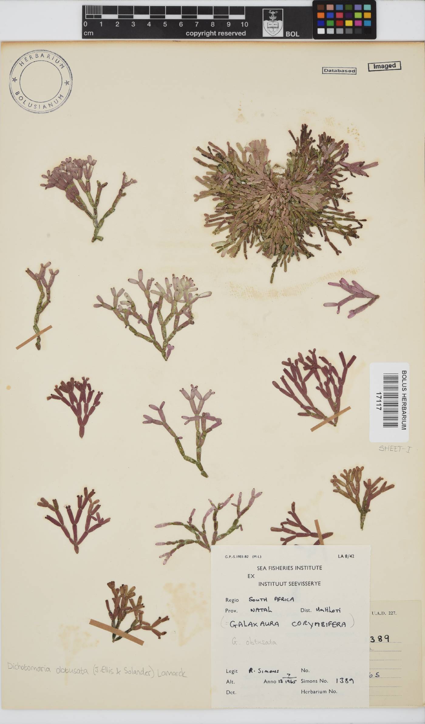Dichotomaria obtusata image
