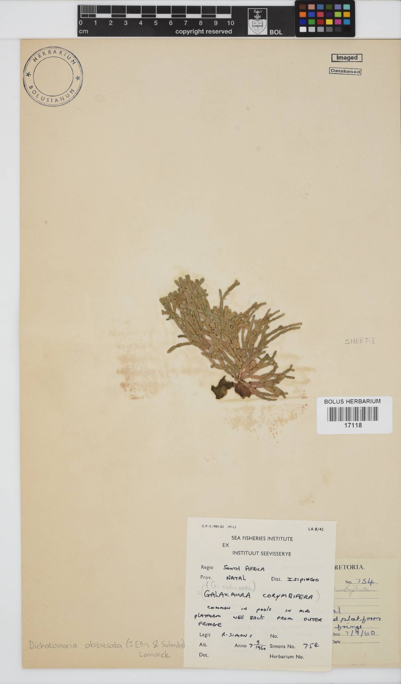 Dichotomaria obtusata image