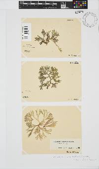 Dichotomaria tenera image