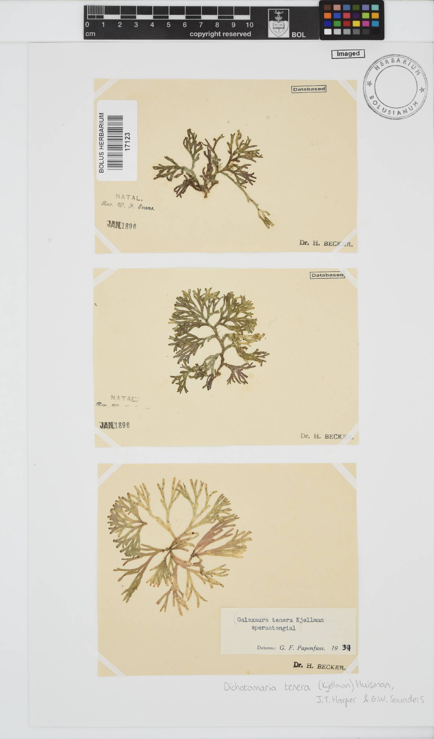 Dichotomaria image