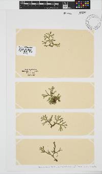 Dichotomaria tenera image
