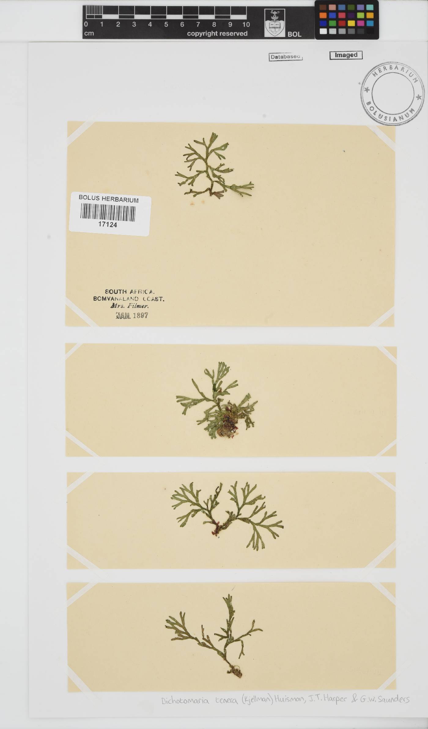 Dichotomaria image