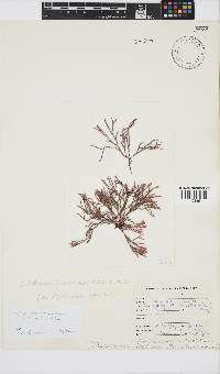 Image of Dichotomaria hommersandii
