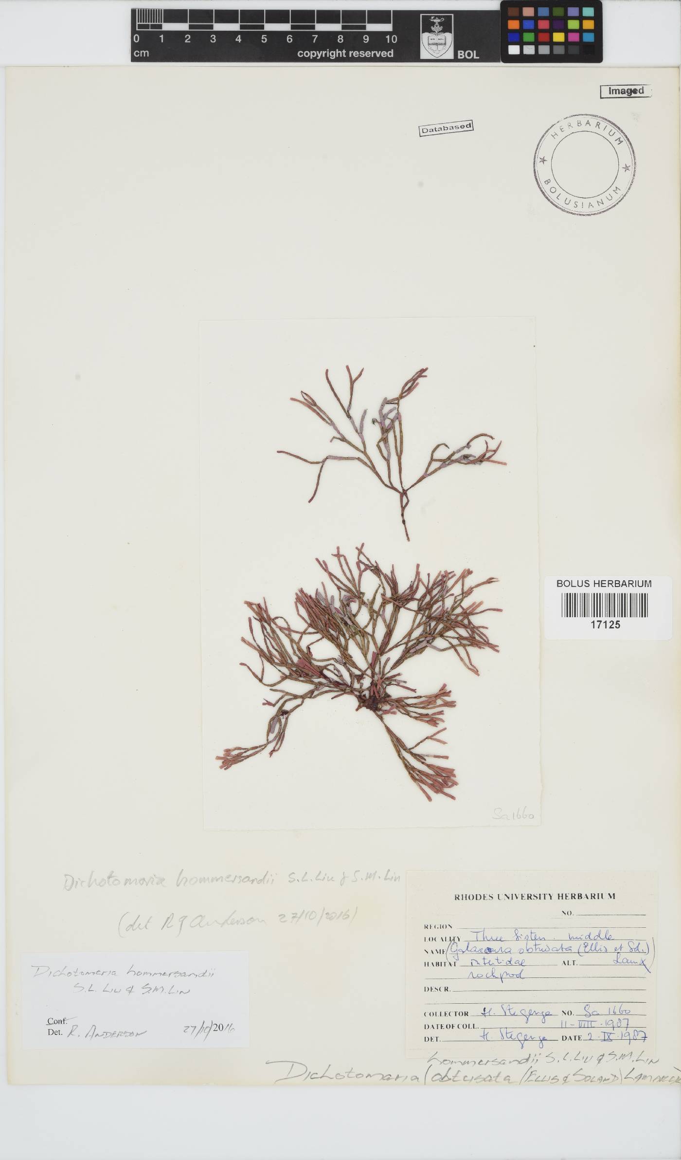 Dichotomaria hommersandii image