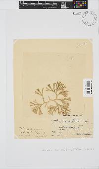 Dichotomaria obtusata image