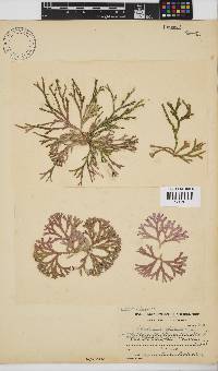 Dichotomaria obtusata image