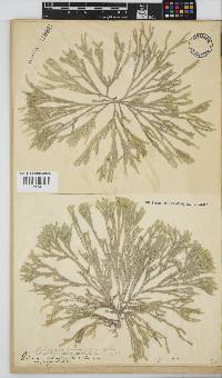 Dichotomaria obtusata image