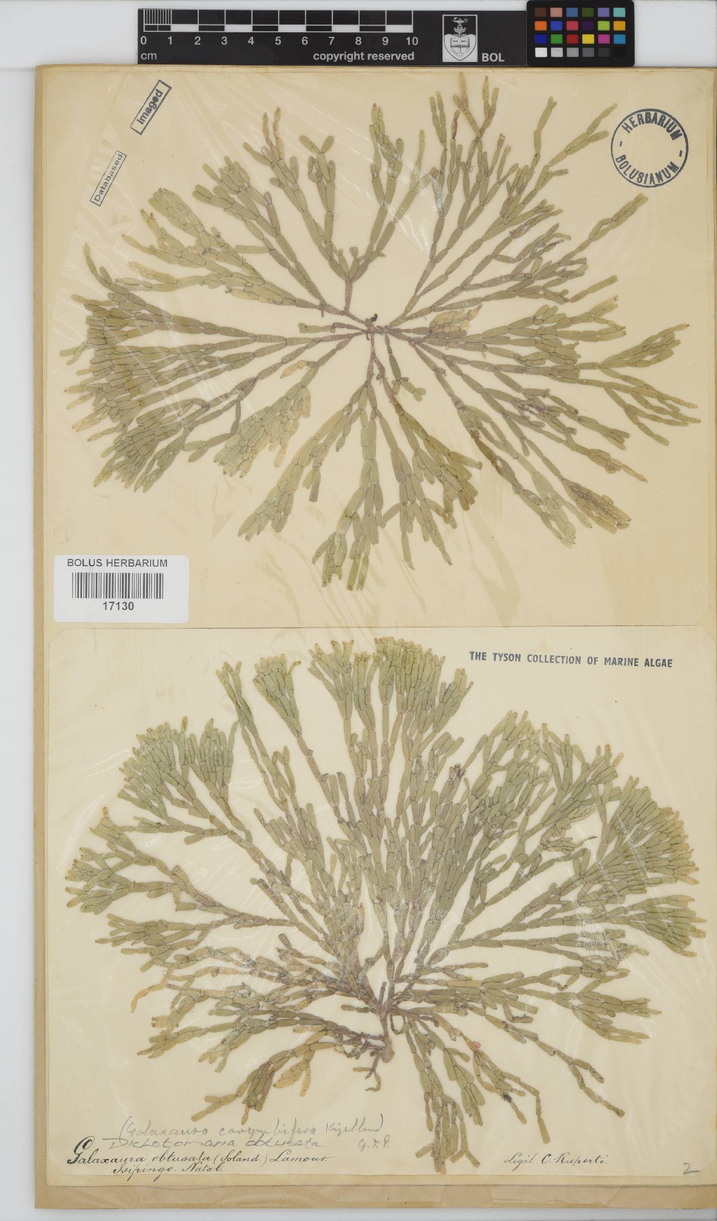 Dichotomaria obtusata image