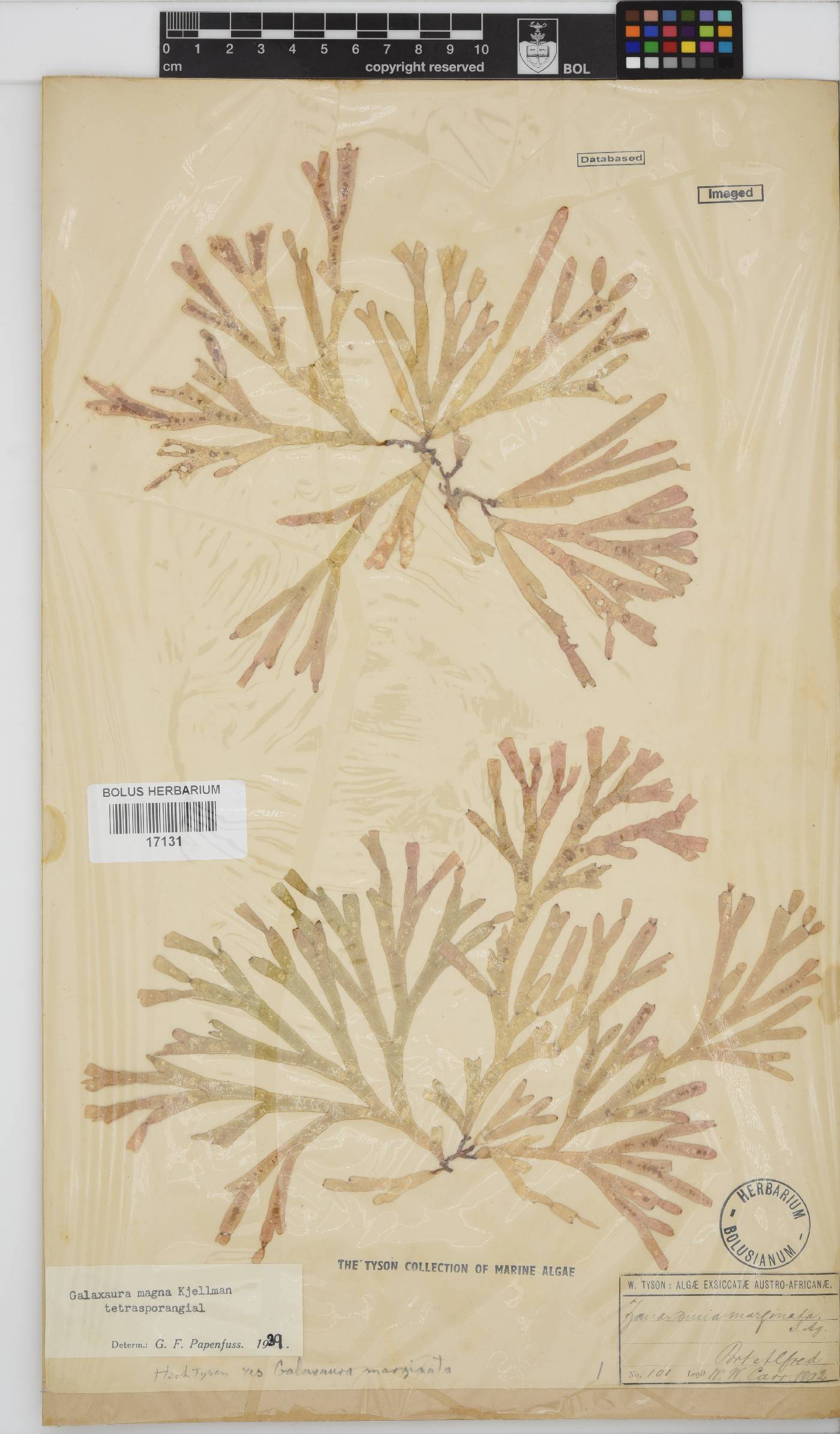 Dichotomaria obtusata image