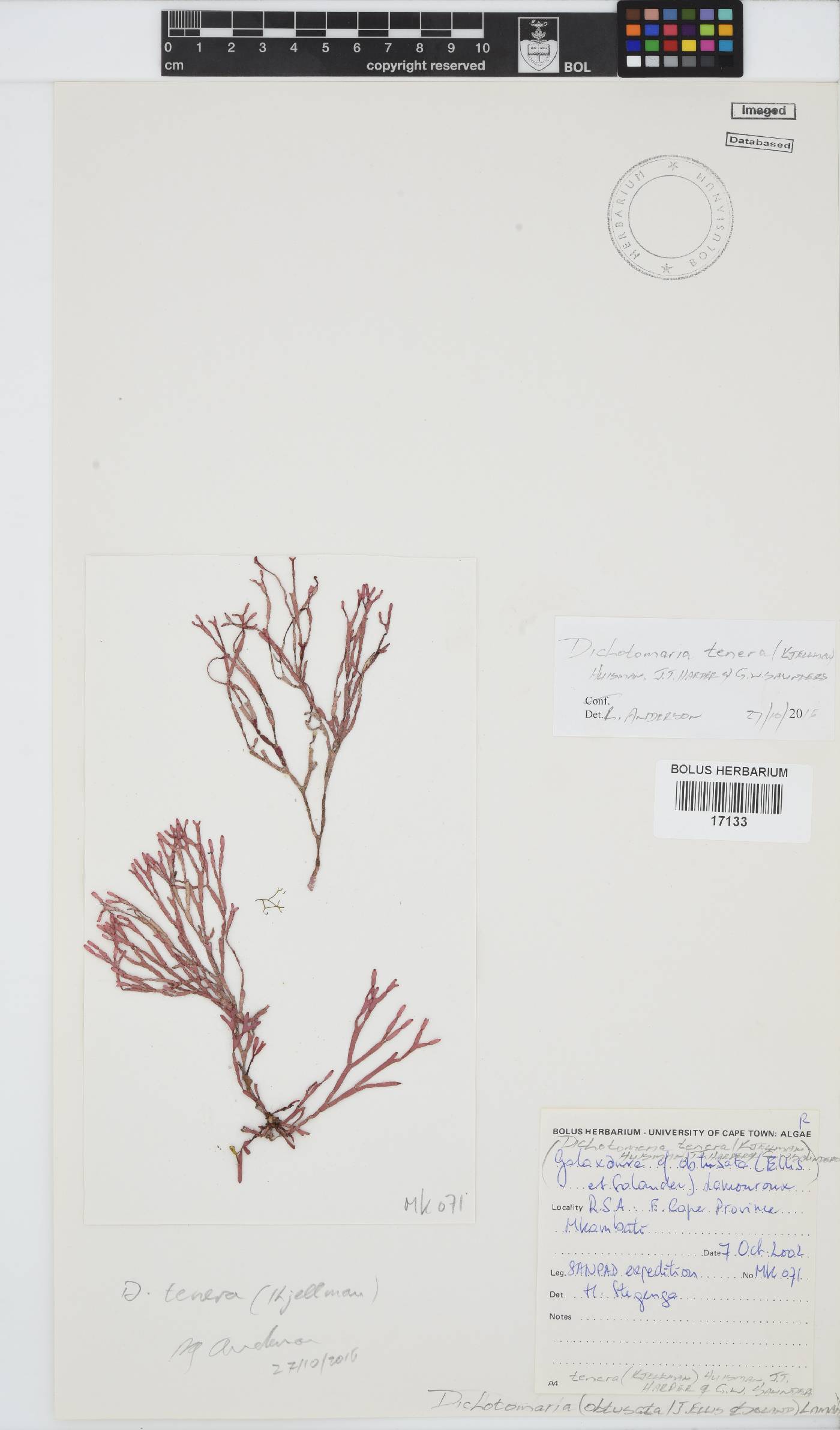 Dichotomaria tenera image