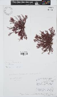 Dichotomaria hommersandii image