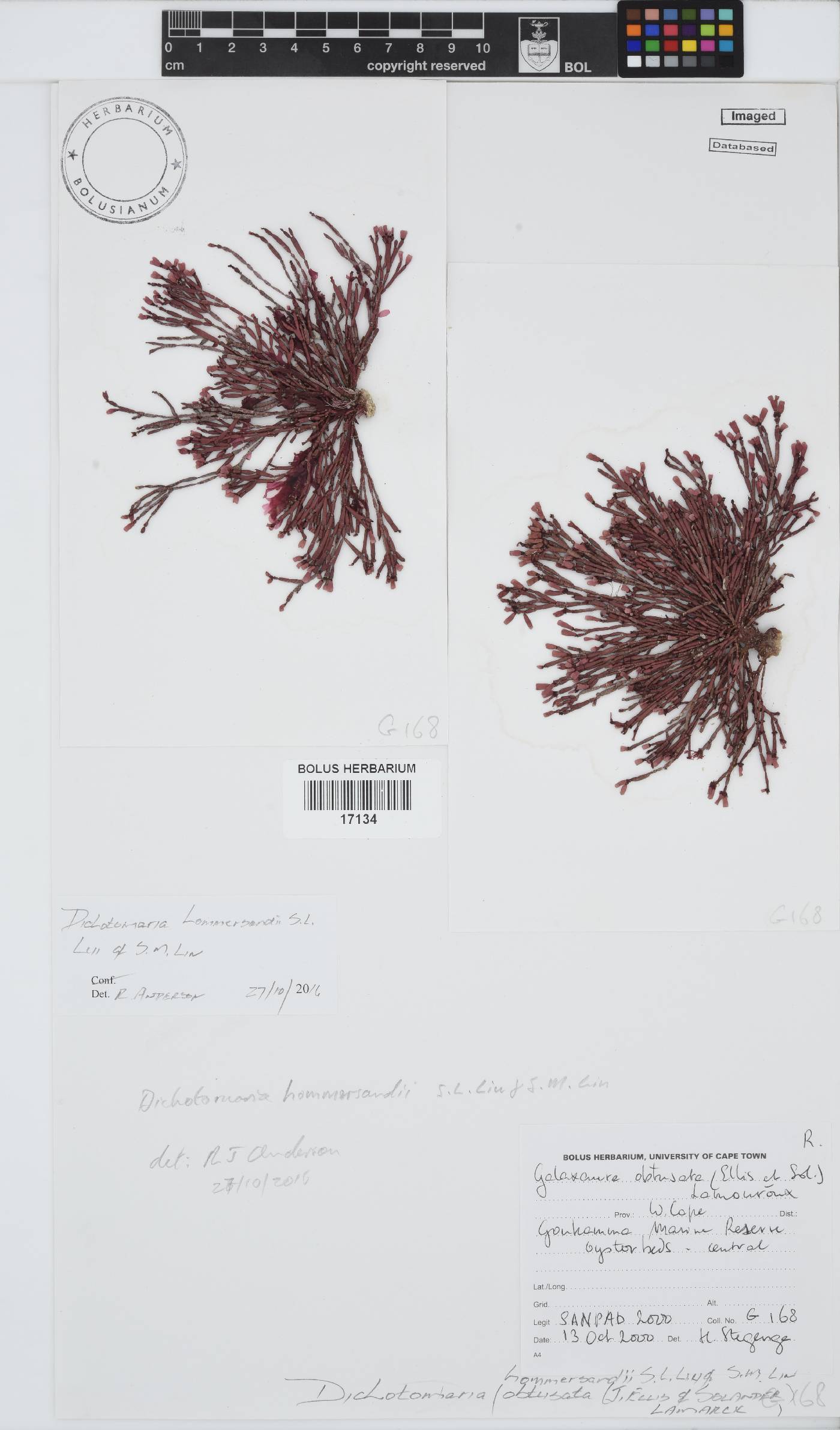 Dichotomaria hommersandii image