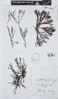 Dichotomaria hommersandii image
