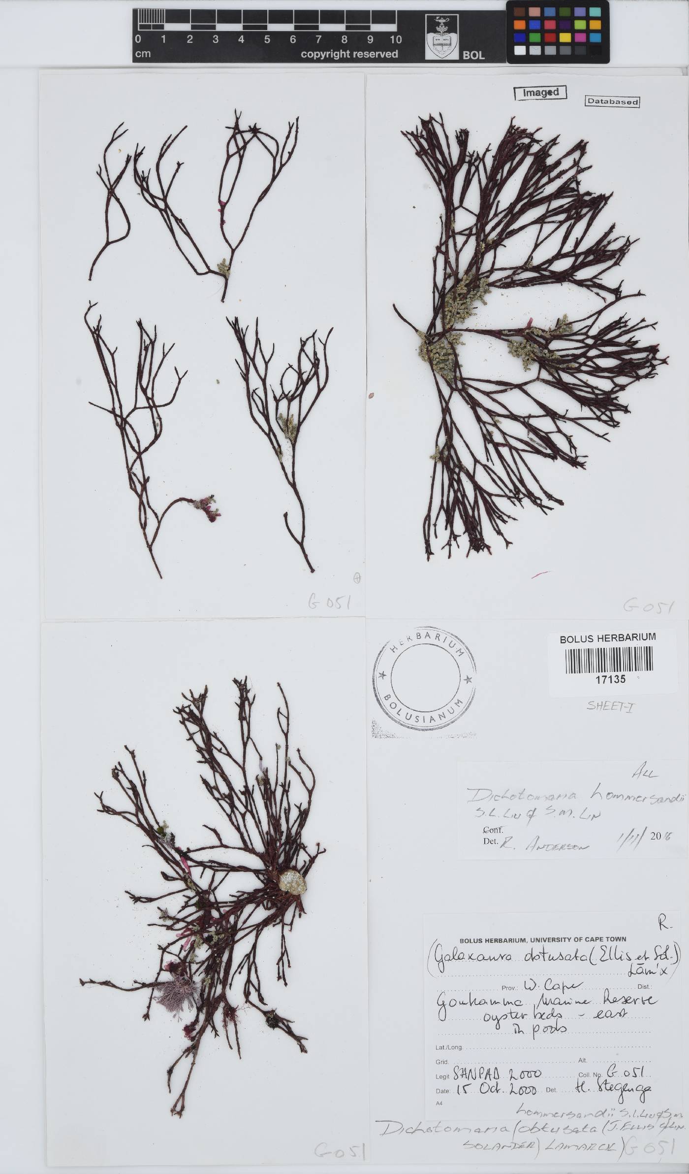 Dichotomaria hommersandii image