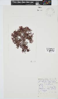 Dichotomaria tenera image