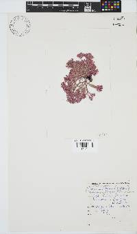 Dichotomaria tenera image