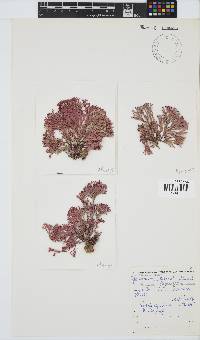 Dichotomaria tenera image