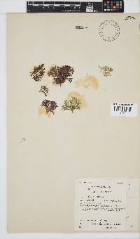 Dichotomaria tenera image