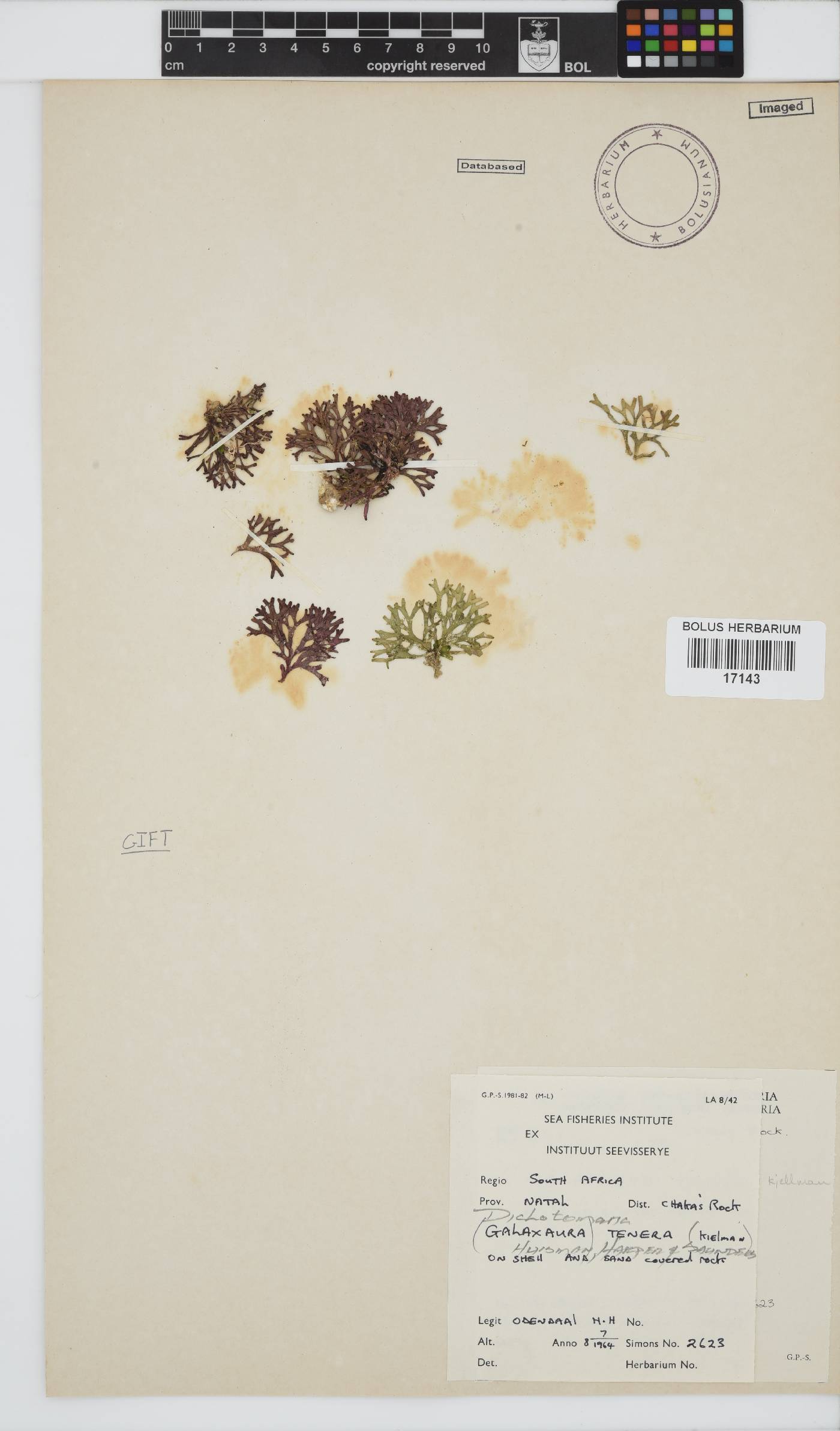 Dichotomaria tenera image