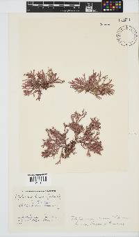 Dichotomaria tenera image
