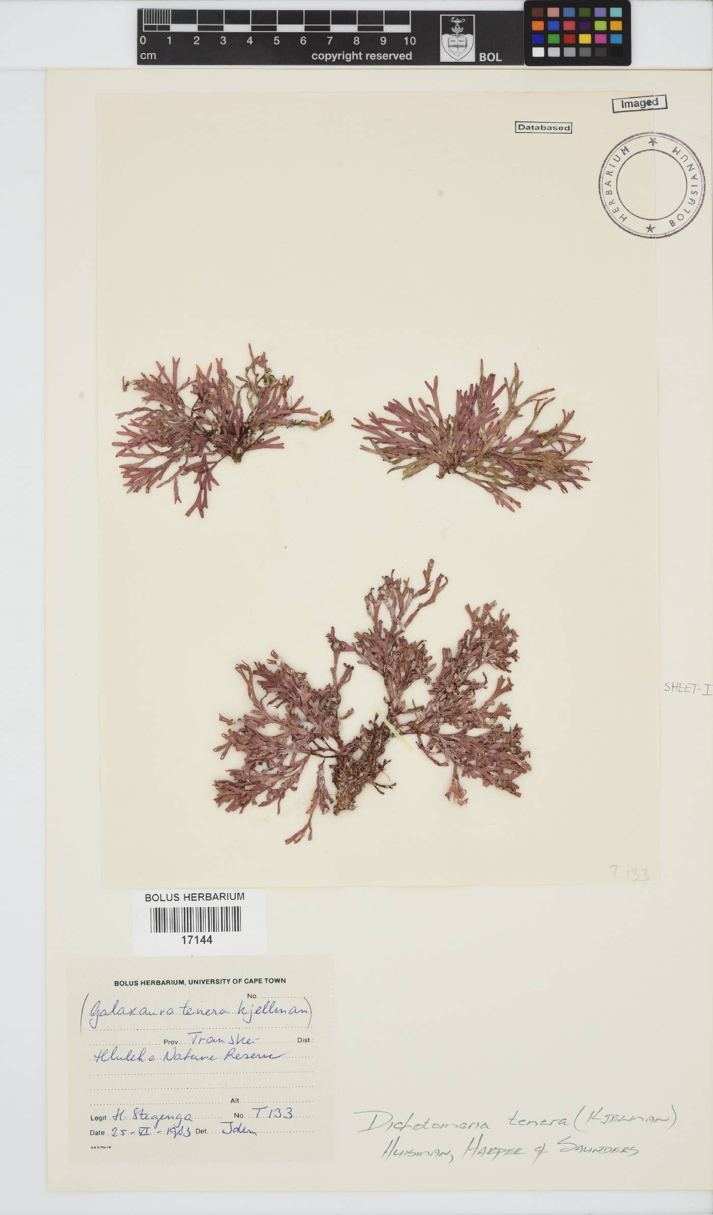 Dichotomaria tenera image