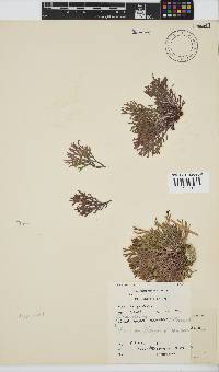 Dichotomaria tenera image